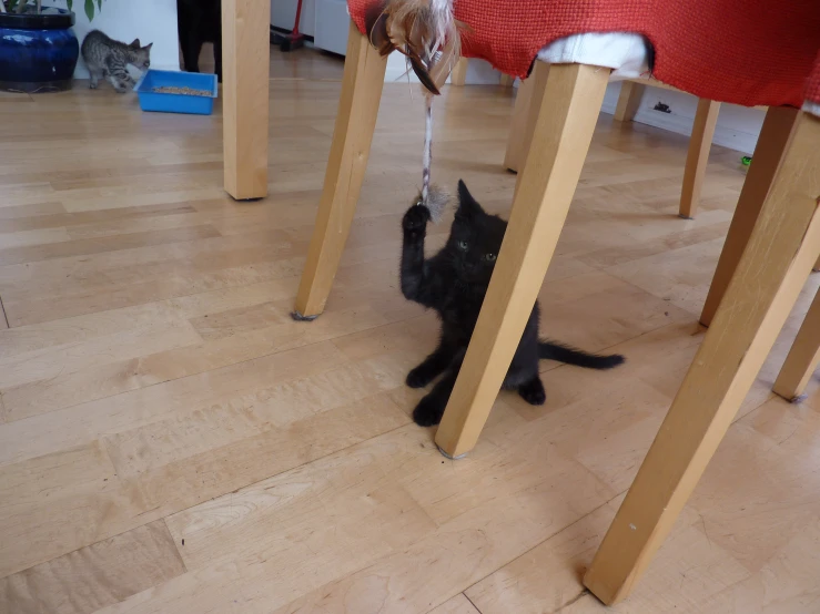 two cats sitting underneath wooden chairs and one is trying to get in