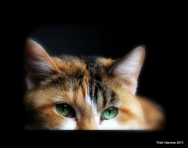 the orange and white cat has green eyes