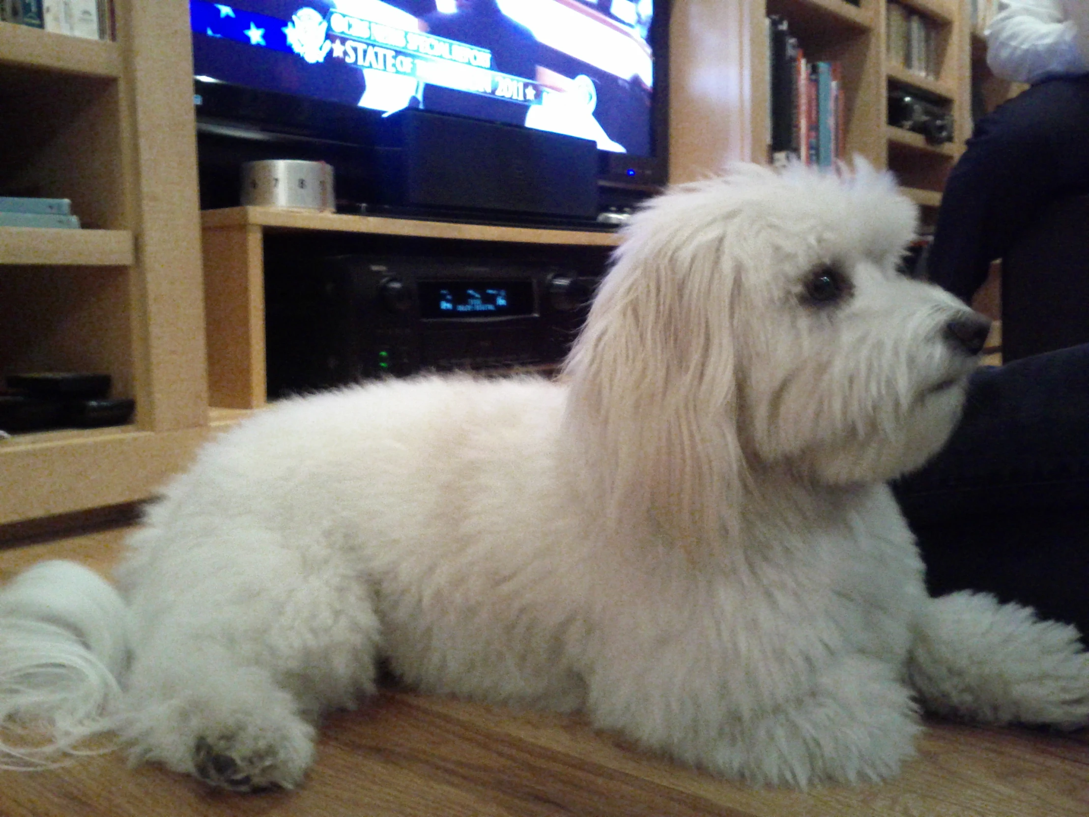 a dog that is sitting on a wooden floor