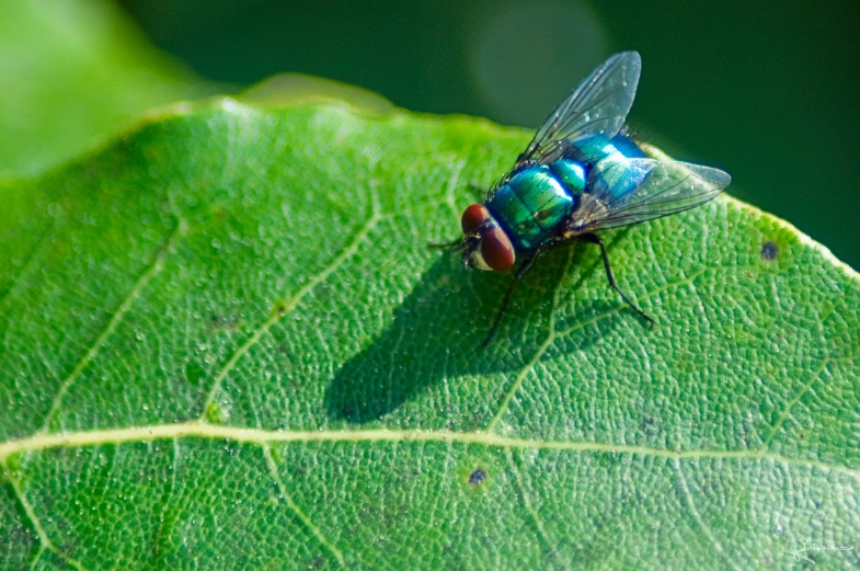 a close up of a blue fly perched on a leaf