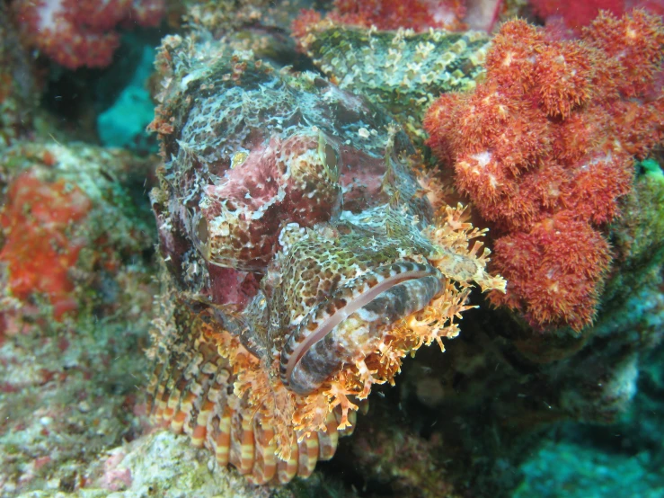 some corals with one on it and another underwater