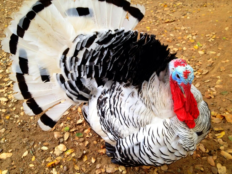 a black and white turkey standing on top of dry ground