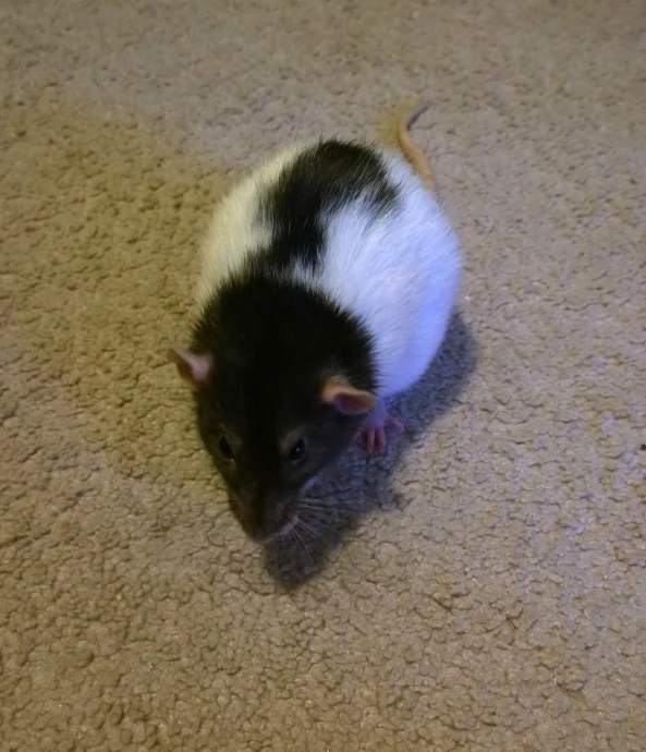 a black and white rat is sitting on the carpet