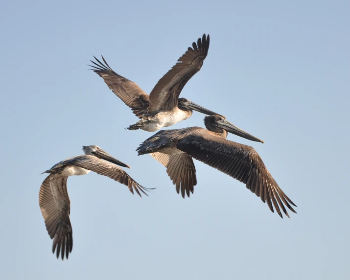 three pelicans fly together in the sky