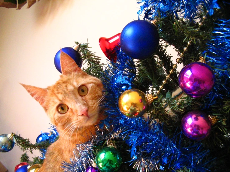 a cat sitting on top of a blue christmas tree