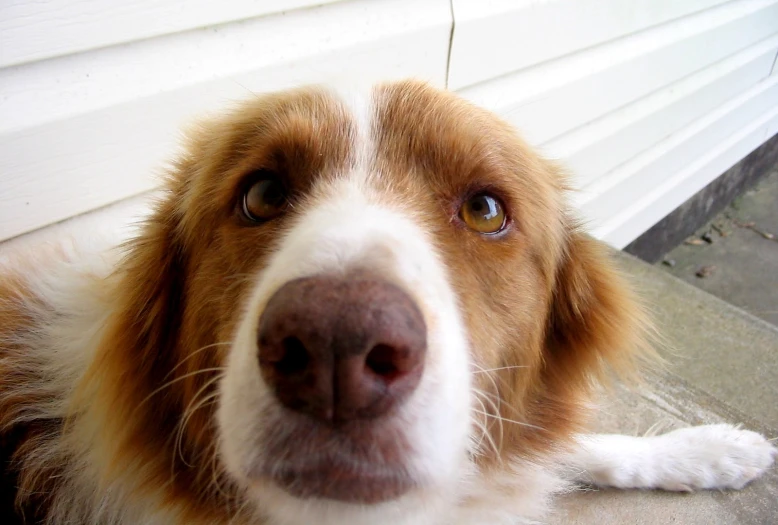 an orange and white dog looking up while laying down