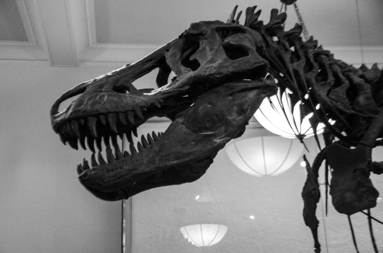 dinosaur skeleton is shown in this black and white pograph