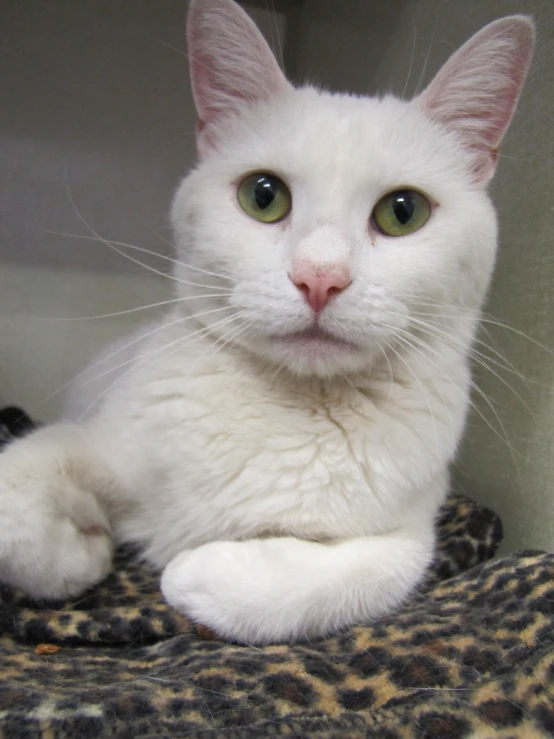 a white cat sitting on top of a leopard print bed