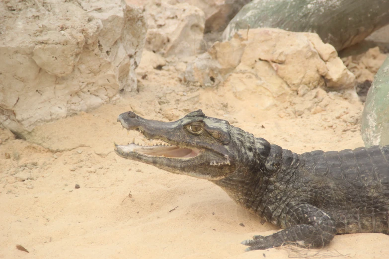 an alligator sitting on top of a sandy beach