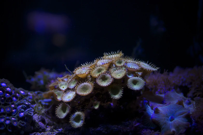 two sea star fish swimming next to a coral in the ocean