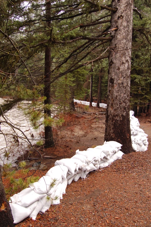 a trail surrounded by trees and covered with snow