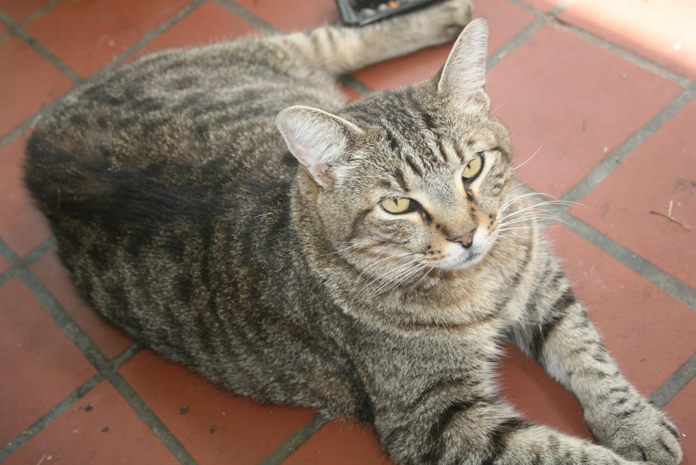 a gray striped cat laying on the ground next to a remote control