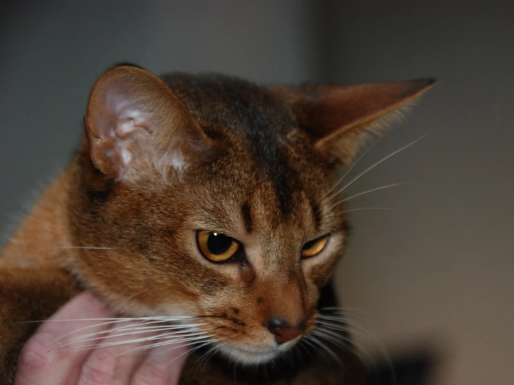 a cat sitting on the human's lap staring at soing