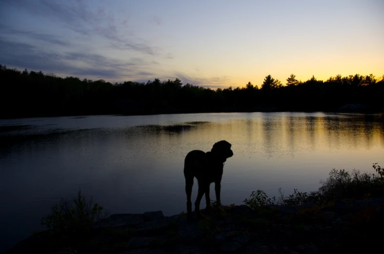 the silhouette of a dog near a lake at sunset