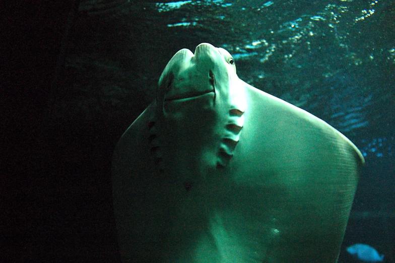 the underside view of a white ocean creature