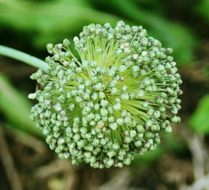 close up of a small green plant with small green flowers