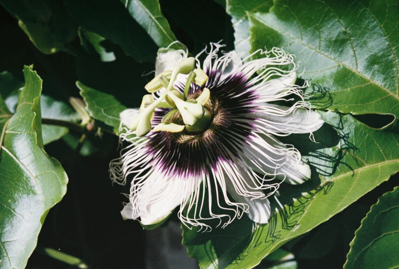 a white and purple flower on top of leaves