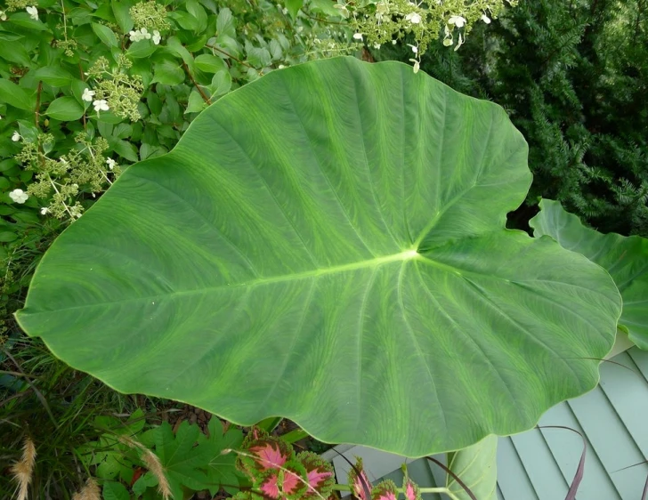 large leaf of large plant with trees in background