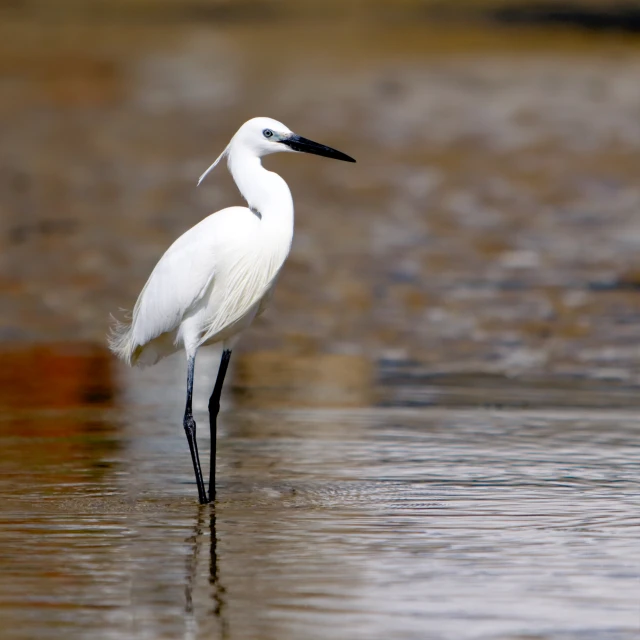 a white bird standing in the water alone