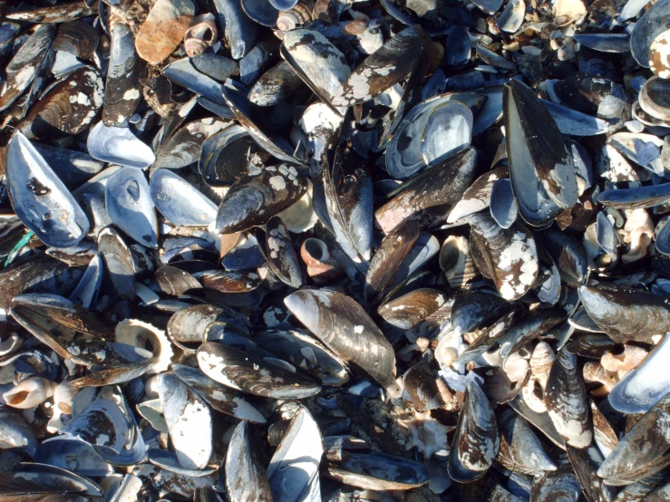 many small shells laying on the ground