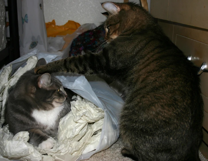 two cats playing with each other in a trash can