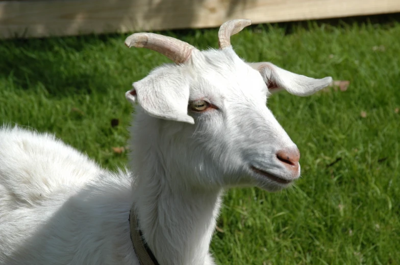there is a goat with big horns that are standing in the grass