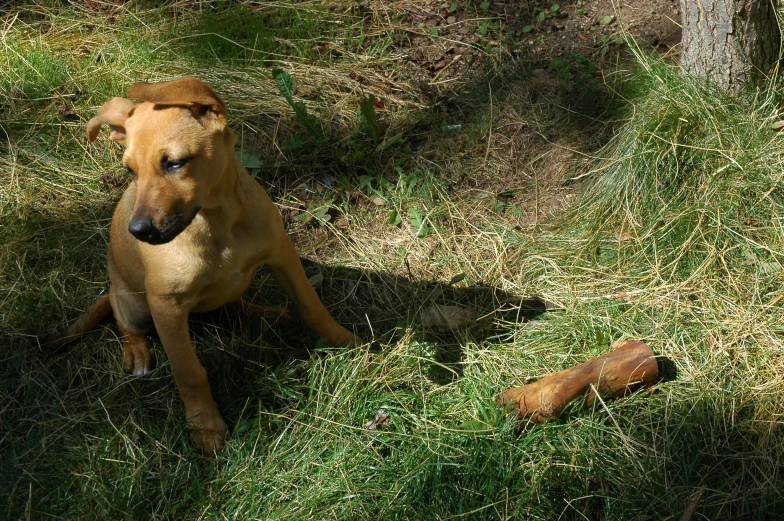 a dog sits in the grass and looks up