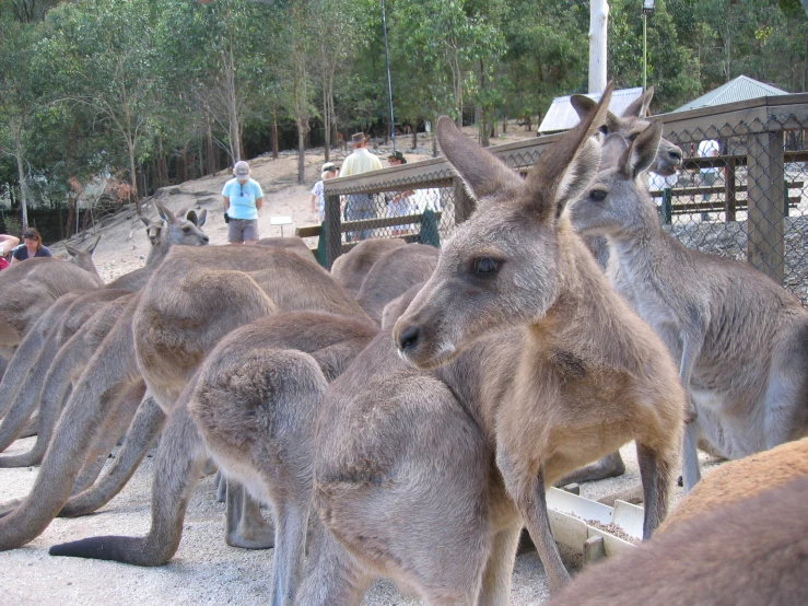 kangaroos at the zoo in front of spectators