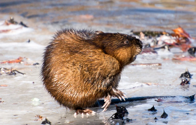 a small animal on a sandy beach next to water