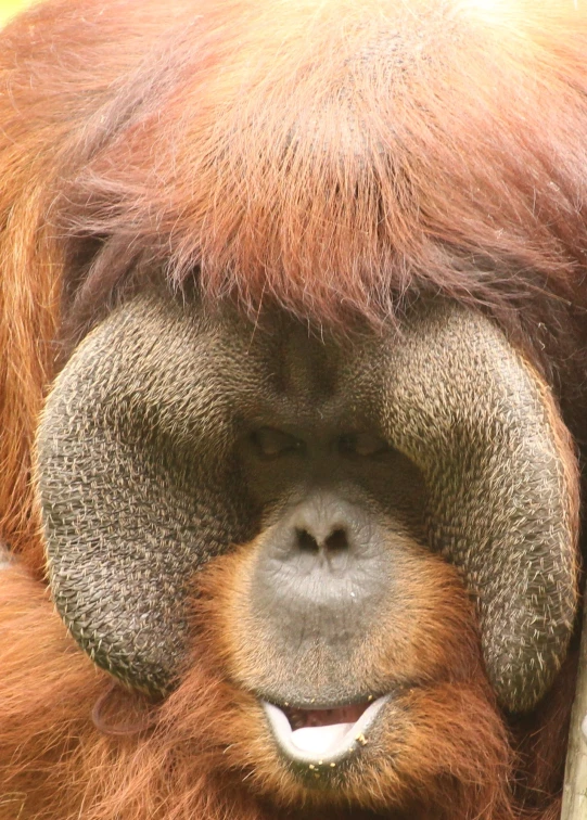 an orangua holds its head on the pole