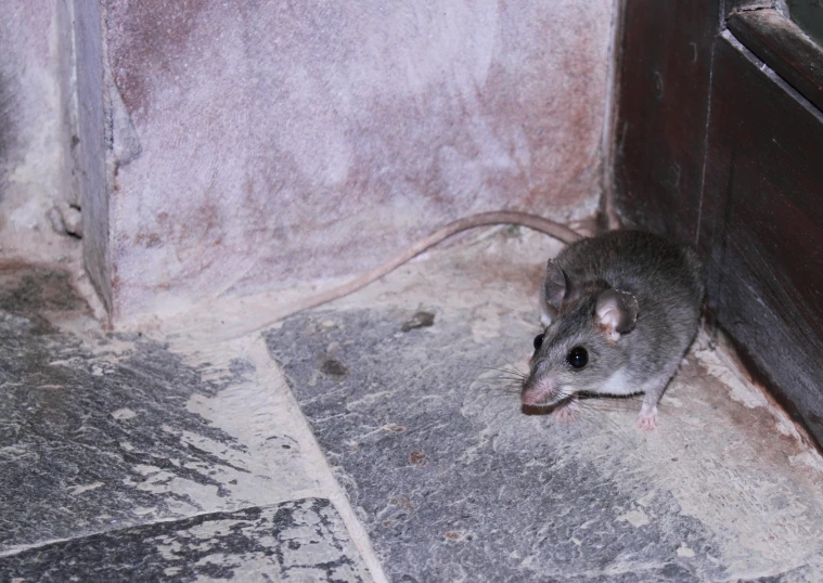 a small mouse that is standing up in an old home