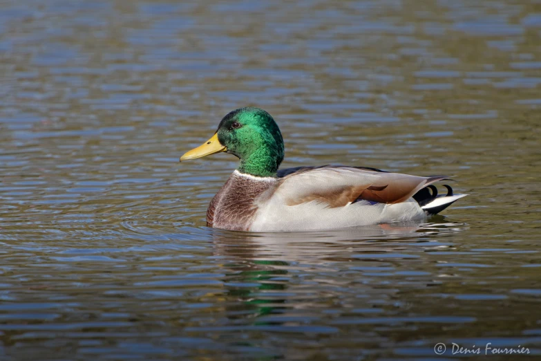 a green and brown duck is swimming in the water