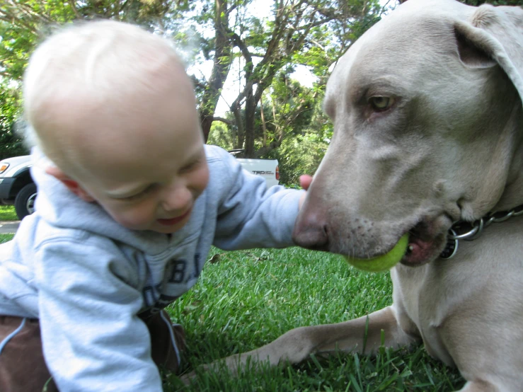 a baby boy holding an apple up to a big dog