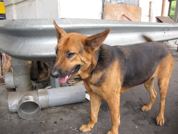 a dog standing by an overturned motorcycle and pipes