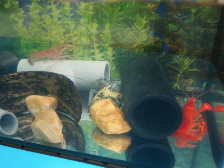 a fish tank with rocks, algaes, and other tropical plants