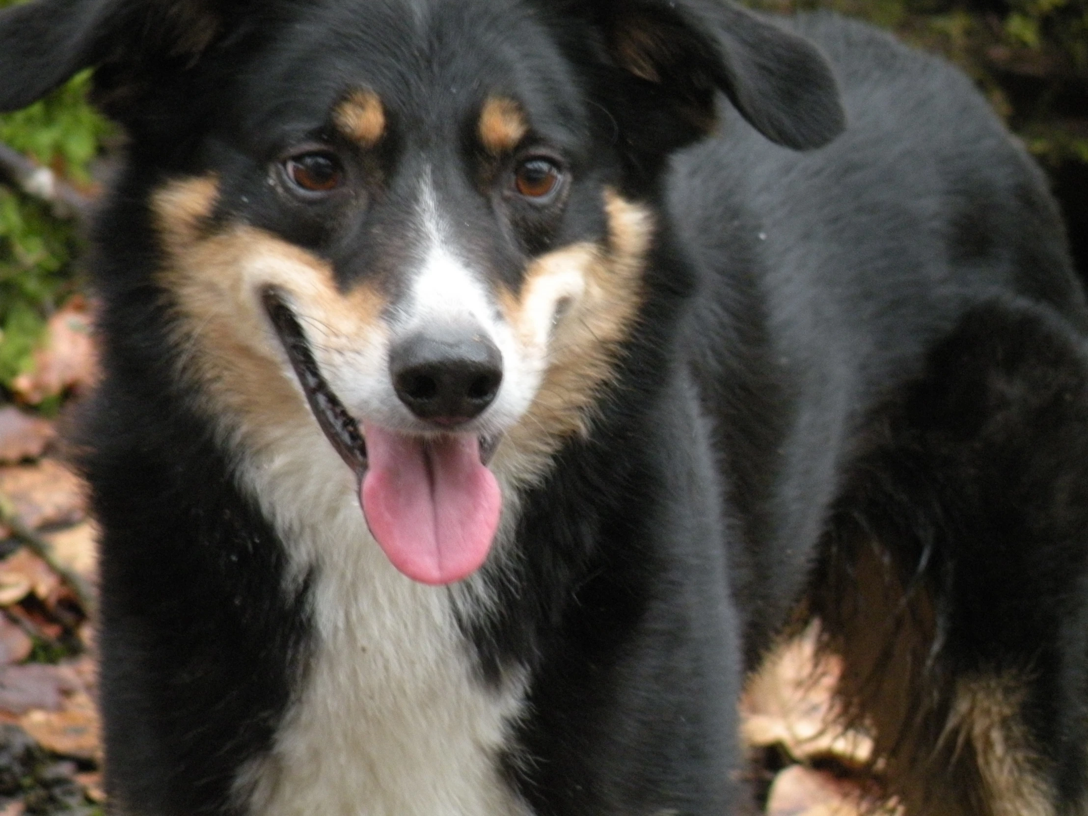 a black and brown dog with his tongue out standing on a grassy field