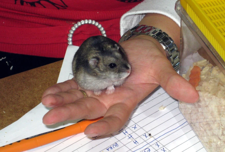 small animal held by human in hand in a pen