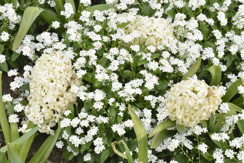 white flowers are blooming in the middle of the grass