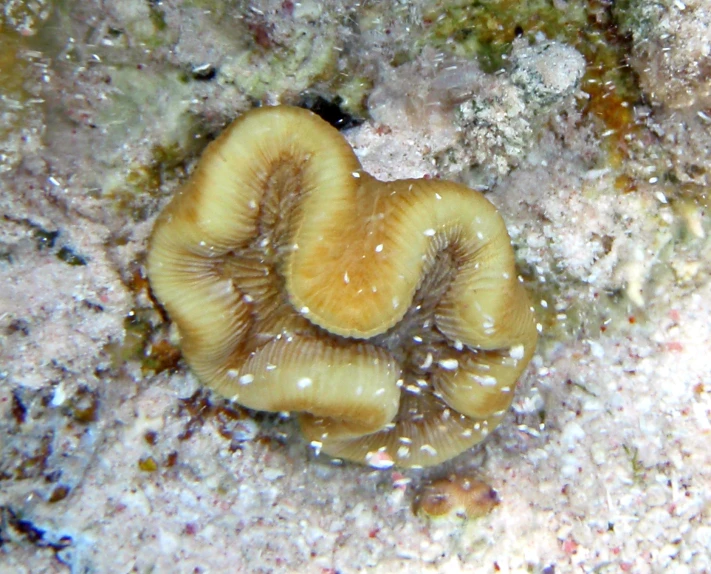 an ocean animal with a hard shell sitting in sand