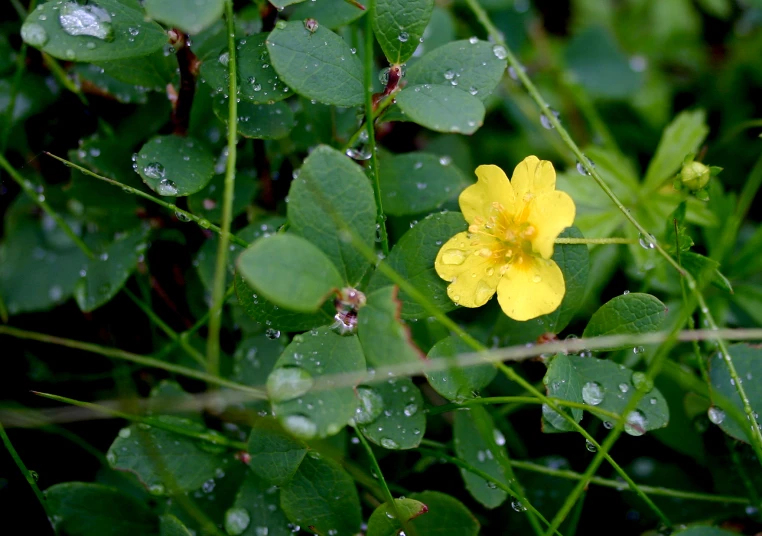 a yellow flower in the middle of some green leaves
