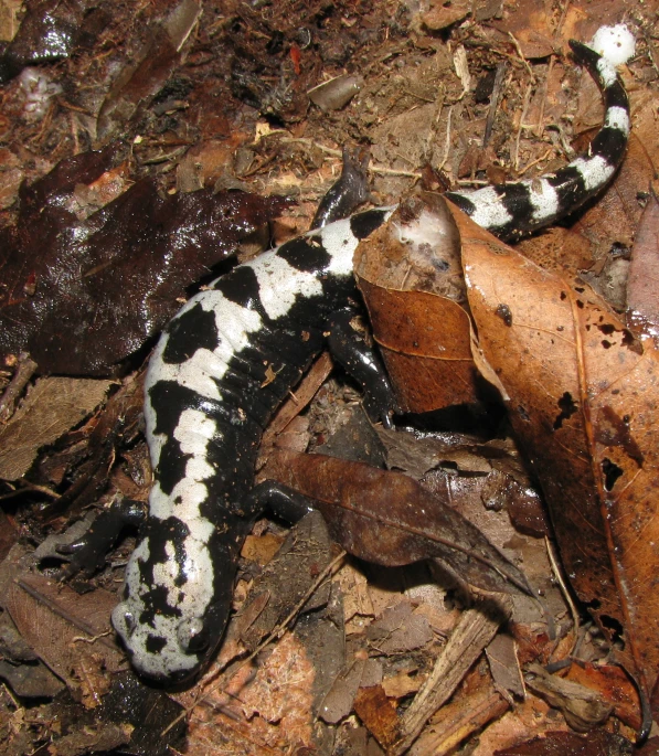 a picture of a black and white worm on the ground