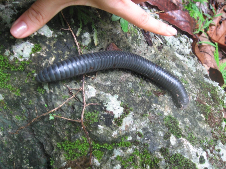 a very large black caterpillar with a hand holding it