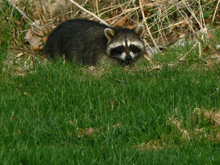 the small rac is standing in the grass