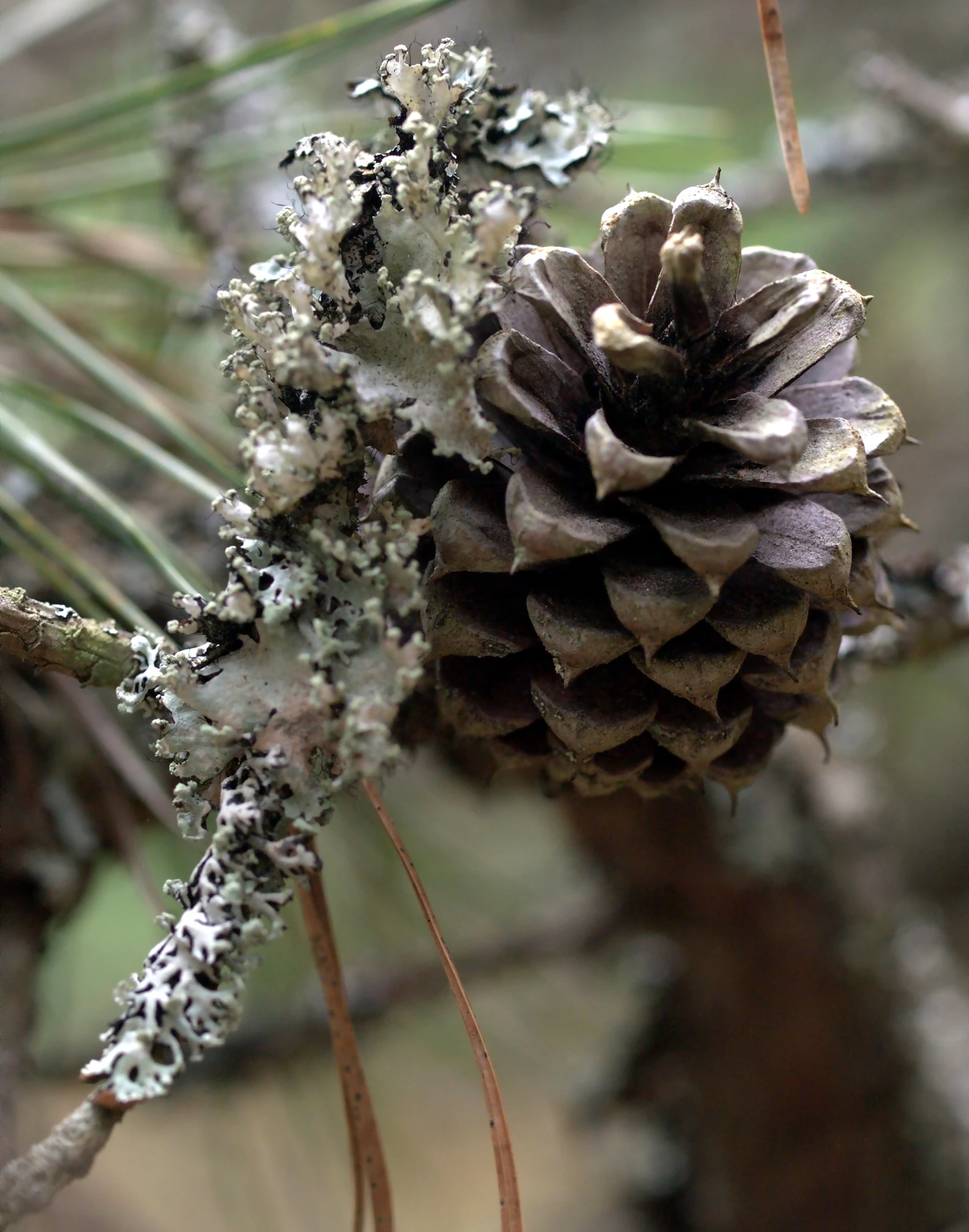 the small pine cone has moss growing on it