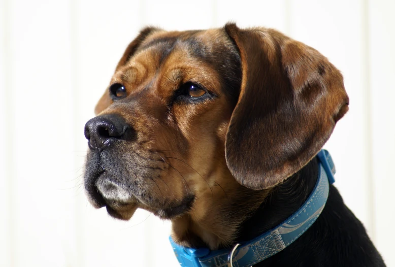 a brown and black dog with a collar is looking