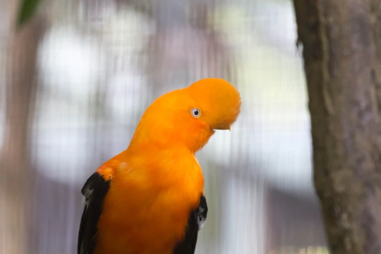 a orange and black bird perched on top of a tree