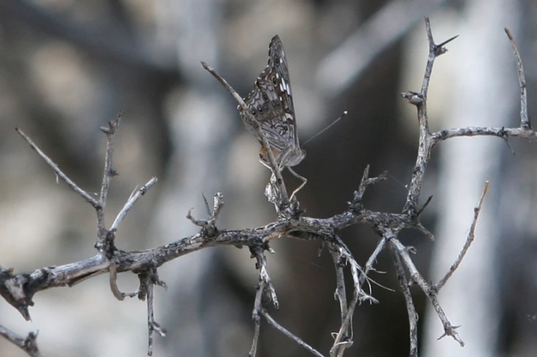 a bird perched on a nch near several thin trees