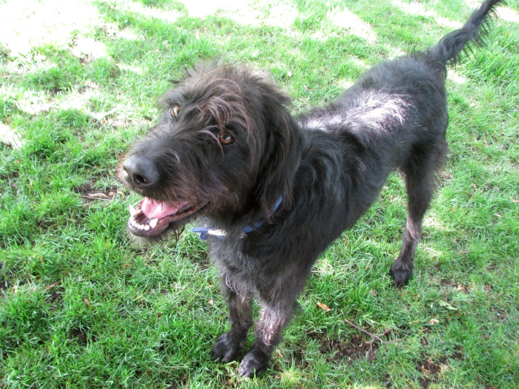 there is a very cute black dog standing on the grass