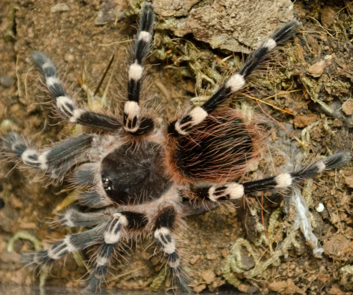 a close up of a tarapla on the ground with a rock and grass in the background