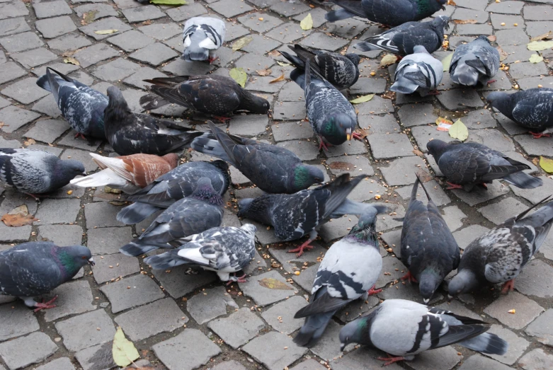 pigeons on the ground, one is gray and the other is black